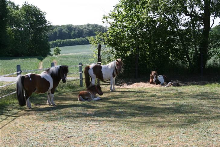 Shetlænder team linnets cirkeline - billede af hele familien:) billede 6