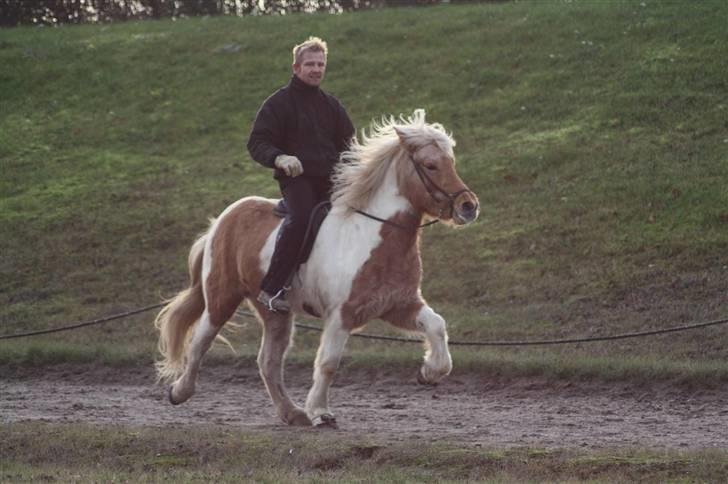 Islænder Hetta fra Kongehøj - Tölt for løse tøjler d. 28-11-09. efter 2 måneders træning billede 8