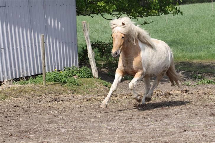 Islænder Hetta fra Kongehøj billede 9