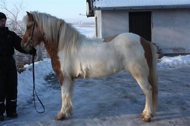 Islænder Hetta fra Kongehøj billede 10