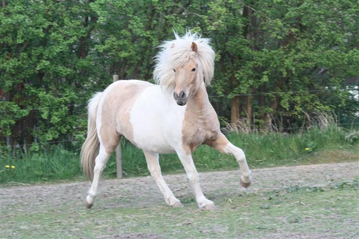 Islænder Hetta fra Kongehøj billede 11
