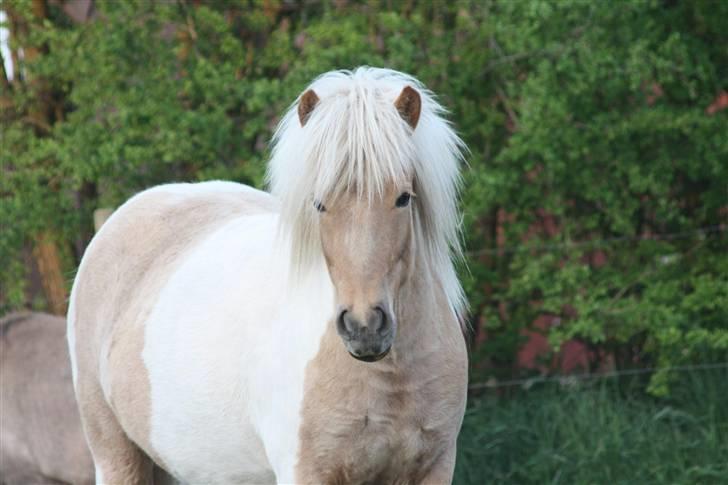 Islænder Hetta fra Kongehøj billede 12