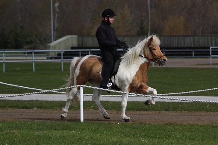 Islænder Hetta fra Kongehøj - Hetta i tölt til kåring i Herning 2010 billede 13
