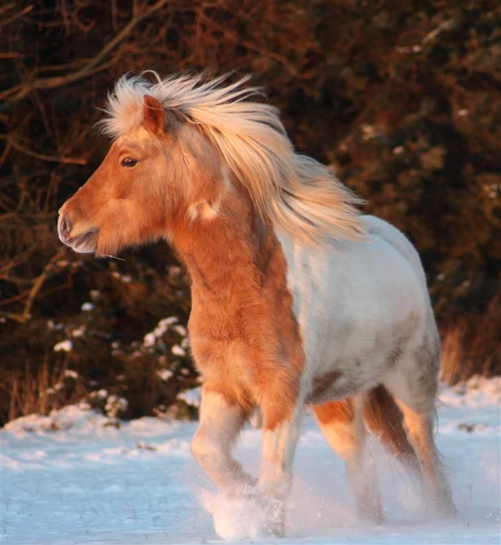 Islænder Hetta fra Kongehøj billede 14