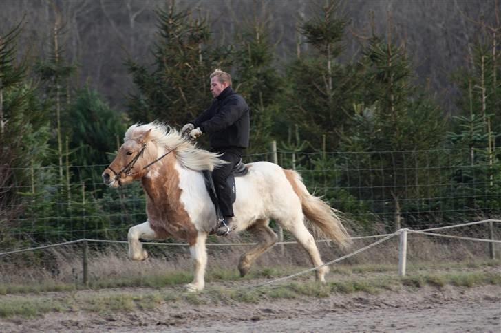 Islænder Hetta fra Kongehøj - Pas d. 28-11-09. Anden gang hun bliver lagt i pas! Efter 2 måneders træning billede 15