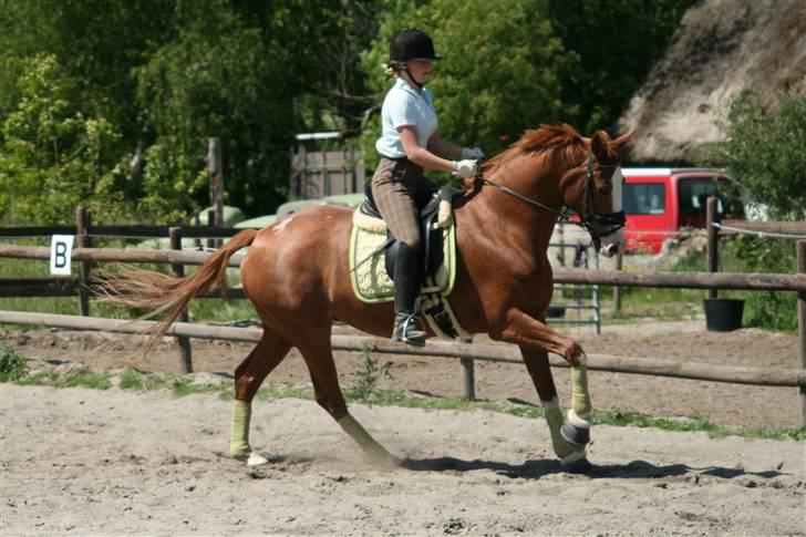 Dansk Varmblod Michell Damningsdal - dressur kursus, maj 2008. (der var desværrer ikke flere galop billeder) billede 15