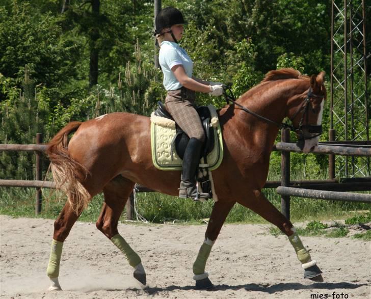 Dansk Varmblod Michell Damningsdal - dressur kursus, maj 2008. billede 16