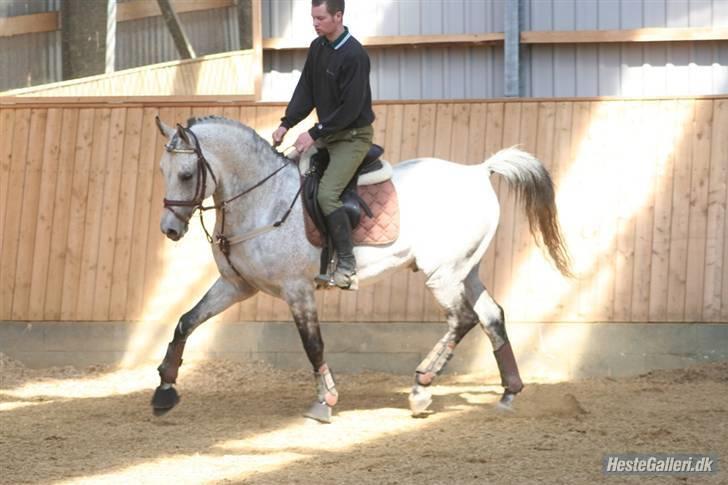 Shagya Araber (SH) Perseus - Avlshingst - Perseus og Svend Buch Juul april 2008. Fotograf: Kristina Outzen billede 10