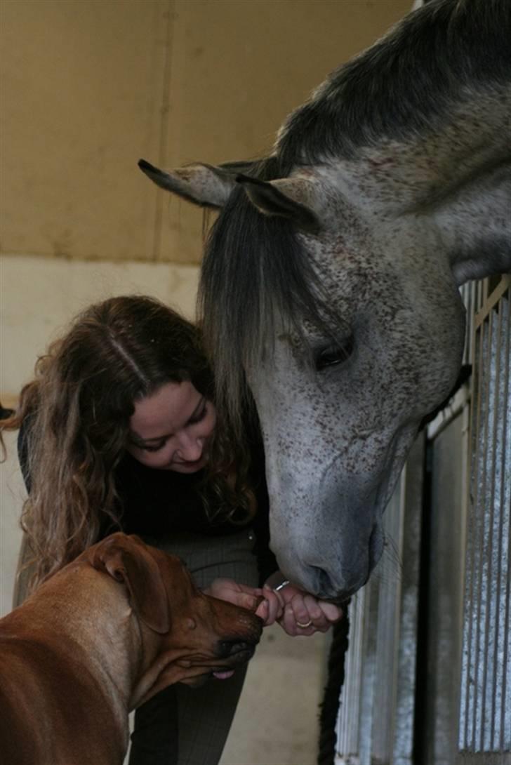 Shagya Araber (SH) Perseus - Avlshingst - Perseus, min gamle hun dog jeg hygger :-) Fotograf: Kristina Outzen billede 17