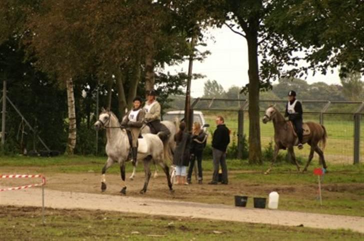 Shagya Araber (SH) Perseus - Avlshingst - En ivrig Perseus og jeg lige inden mål efter en LC på 25 km :-) billede 20