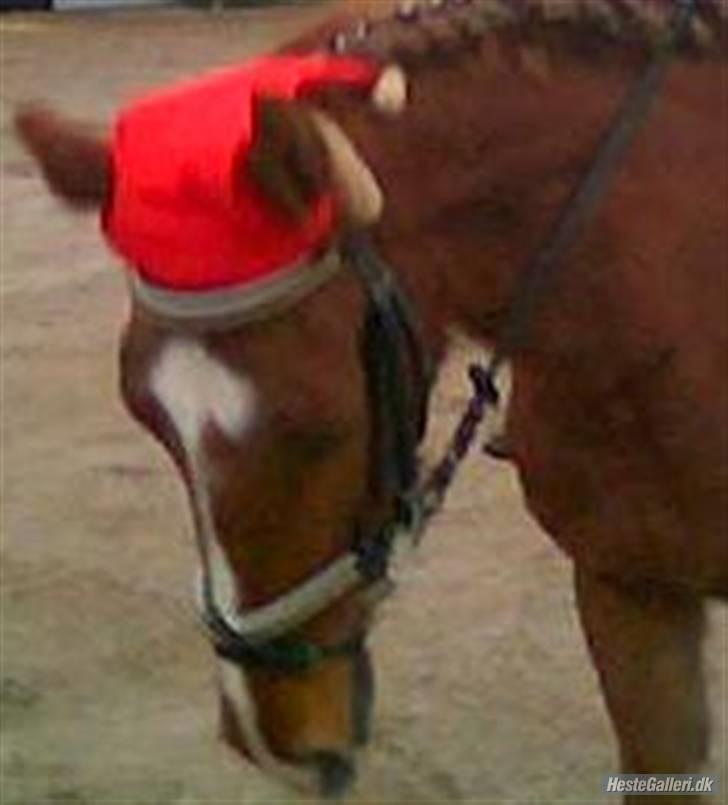 Anden særlig race Tasja •SOLGT• - Efter stævne billede 2