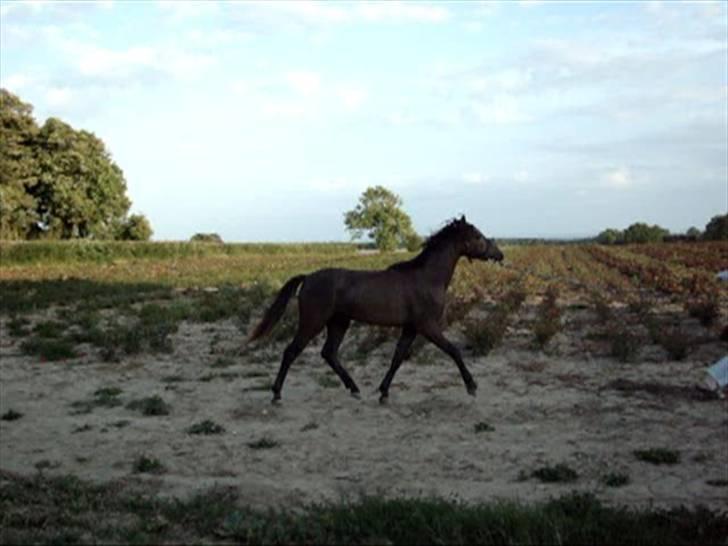 Welsh Pony (sec B) Challenger  billede 9