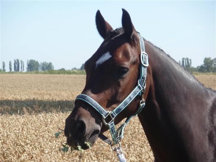 Westfaler Navoy (Nalle) - nalle og jeg til B-stævne Solrød hvor han blev A-pony :D billede 2