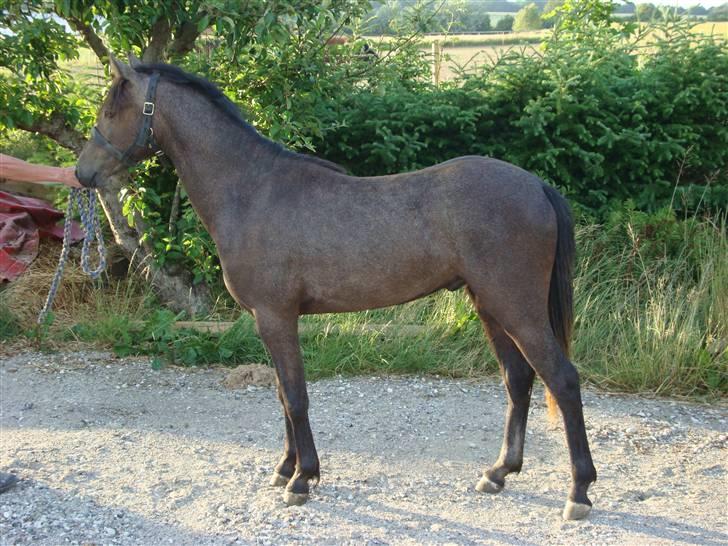 Welsh Pony (sec B) Challenger  billede 10