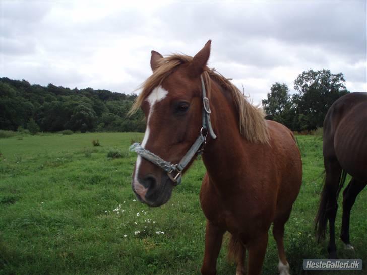 Anden særlig race Tasja •SOLGT• - Nede ved morster billede 3