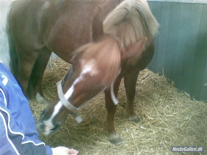 Anden særlig race Tasja •SOLGT• - Sidste dag sammen med Sinita... Vi græd  billede 4