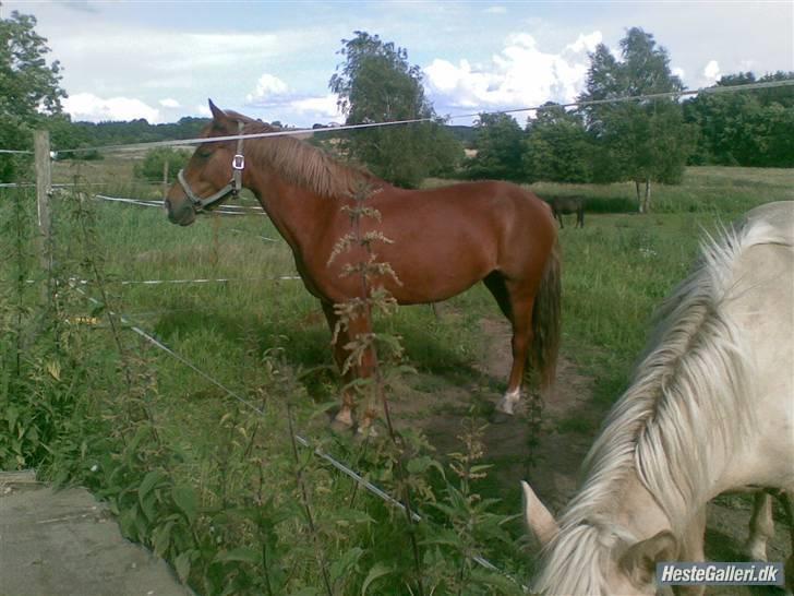 Anden særlig race Tasja •SOLGT• - Nede ved morster billede 5