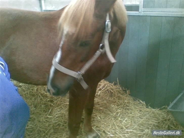 Anden særlig race Tasja •SOLGT• - Du må ik græde sinita billede 7