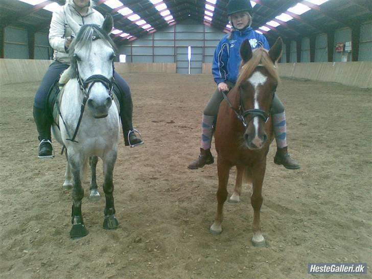 Anden særlig race Tasja •SOLGT• - Mig og min ven Figo er ude og ride med tøserne... Det er vores sidste dag sammen billede 8