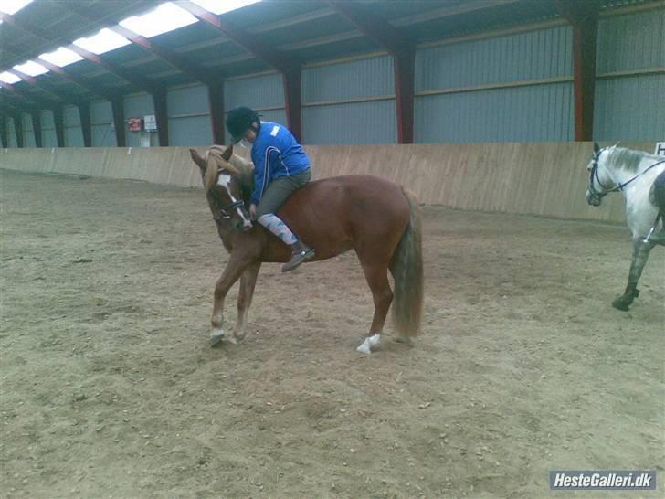 Anden særlig race Tasja •SOLGT• - Sinita Jeg elsker dig <´3 billede 9