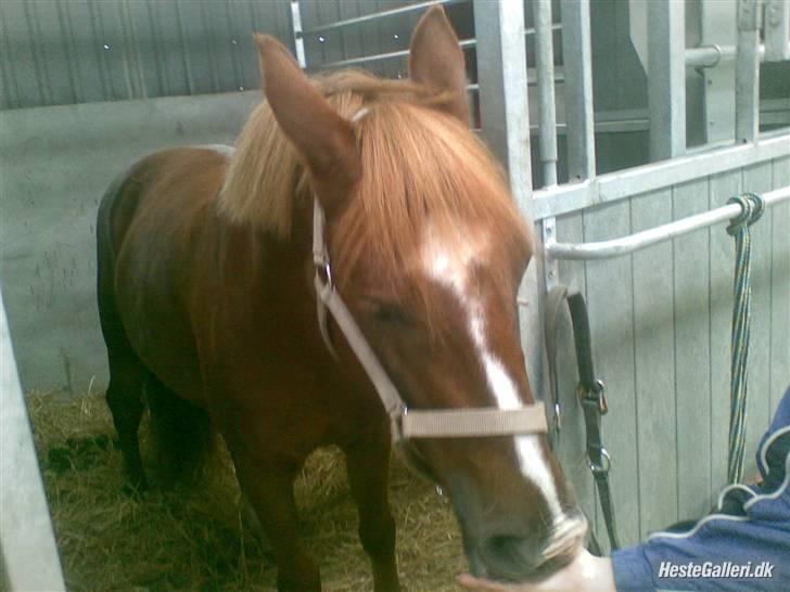 Anden særlig race Tasja •SOLGT• - Mums Lakrids... Sinita du må altså ik græde billede 10