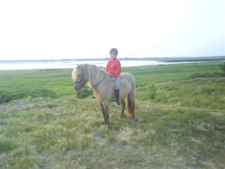 Islænder STIGANDI fra MYRETUE - Uden sadel hihi.... Foto Anne billede 2