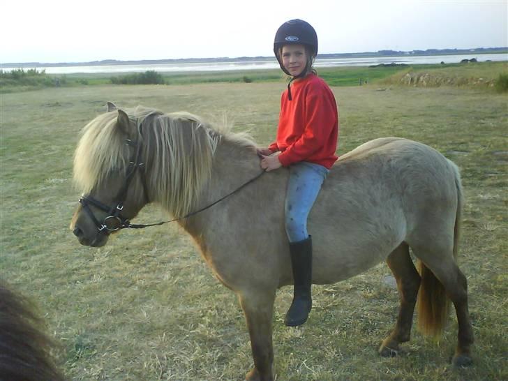 Islænder STIGANDI fra MYRETUE - Foto Anne billede 3