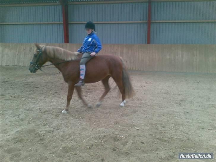 Anden særlig race Tasja •SOLGT• - Sinitas sidste ridetur billede 12