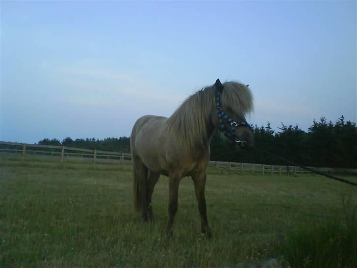 Islænder STIGANDI fra MYRETUE - Kom nu Stigandi billede 4