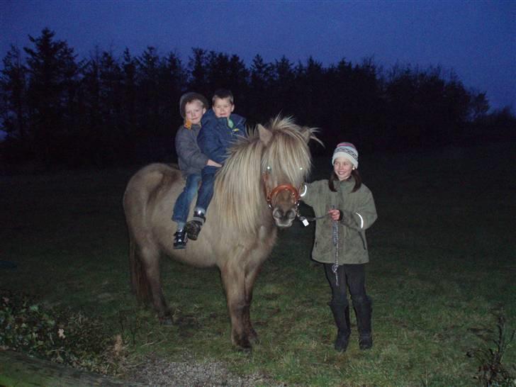 Islænder STIGANDI fra MYRETUE - Mads og Niels oppe på Stigandi  billede 5