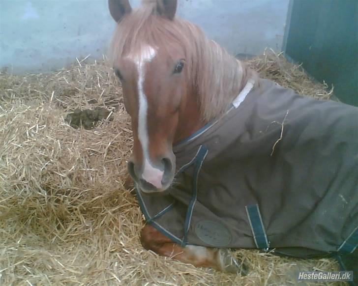 Anden særlig race Tasja •SOLGT• - jeg er træt <´3 billede 14