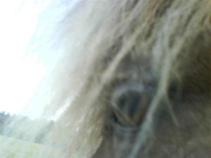 Islænder STIGANDI fra MYRETUE - Hans smukke øje billede 6