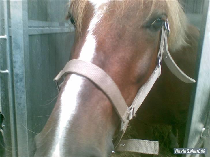 Anden særlig race Tasja •SOLGT• - Sinita lad vær at græd jeg elsker dig og jeg vil aldrig glemme dig <´3 billede 16