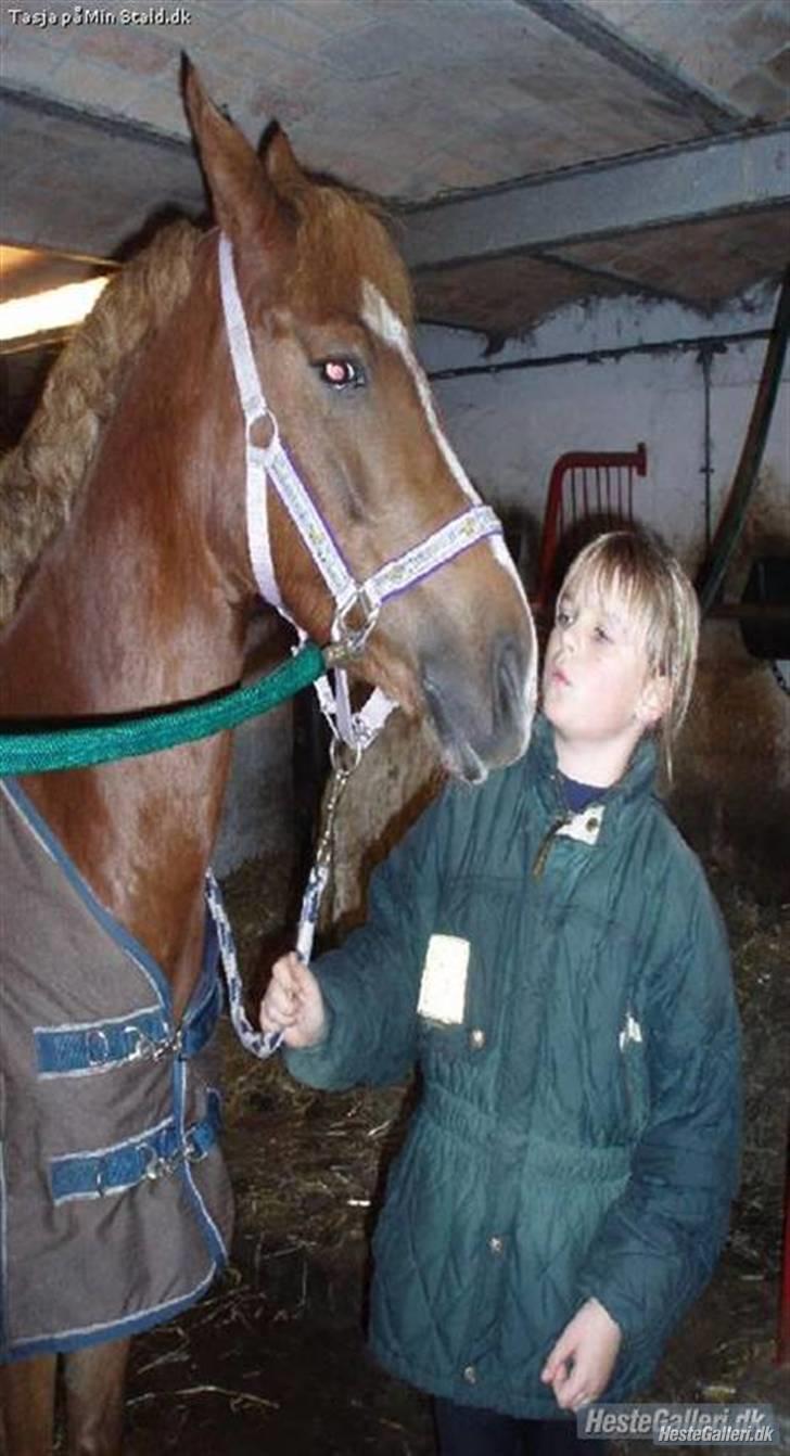 Anden særlig race Tasja •SOLGT• - Klar til at køre nu skal vi til stævne billede 17