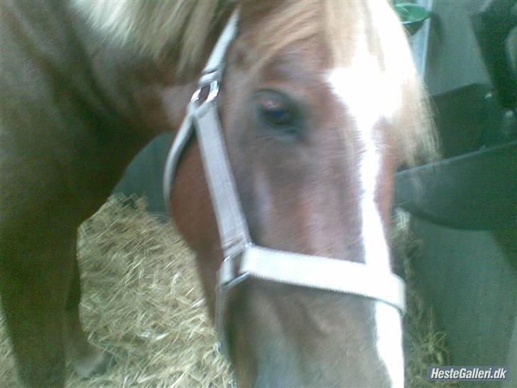 Anden særlig race Tasja •SOLGT• - Sidste dag billede 18