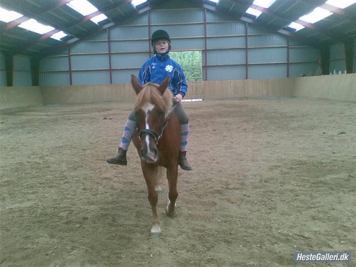 Anden særlig race Tasja •SOLGT• - vi red uden sadel den sidste dag vi havde sammen billede 19