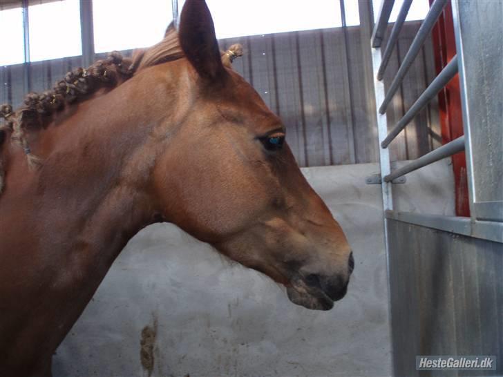 Anden særlig race Tasja •SOLGT• - Klar parat til stævne start... Øhh Jeg er stået op sinita jeg er helt klar billede 20