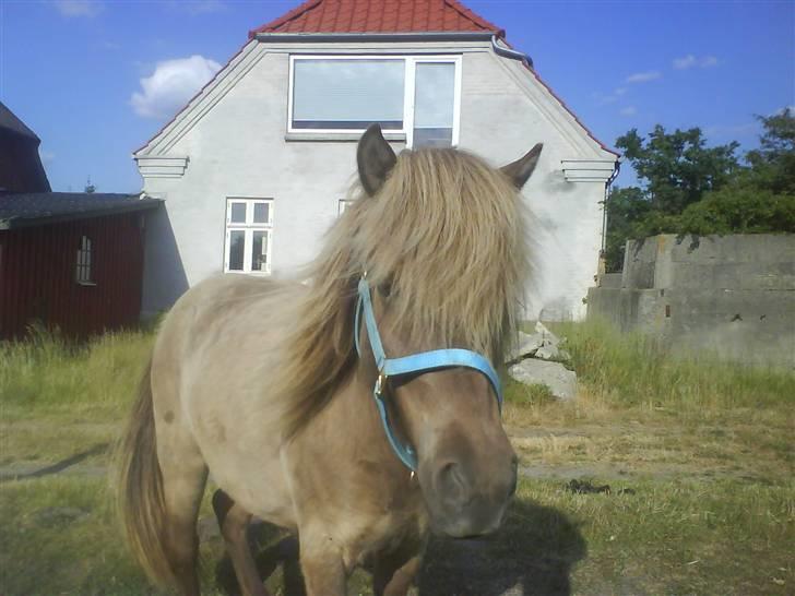 Islænder STIGANDI fra MYRETUE - Hygge dag billede 7