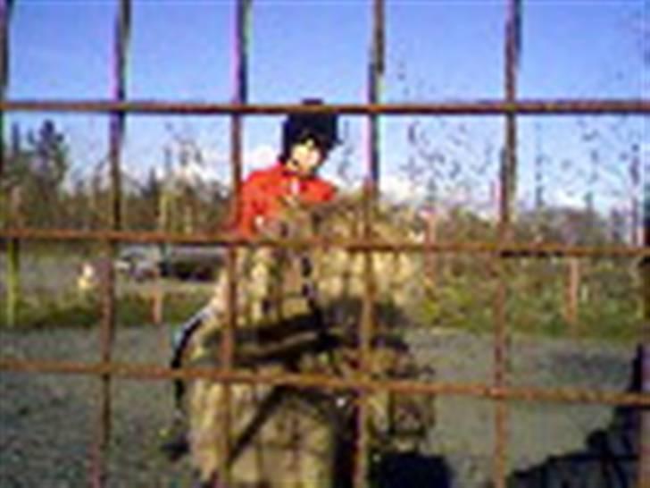 Islænder STIGANDI fra MYRETUE - Stigandi igang med tilridning billede 8