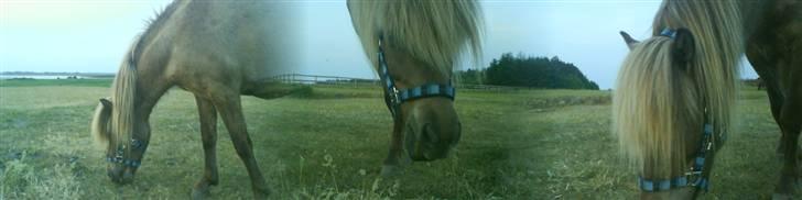 Islænder STIGANDI fra MYRETUE - Hans livret billede 9