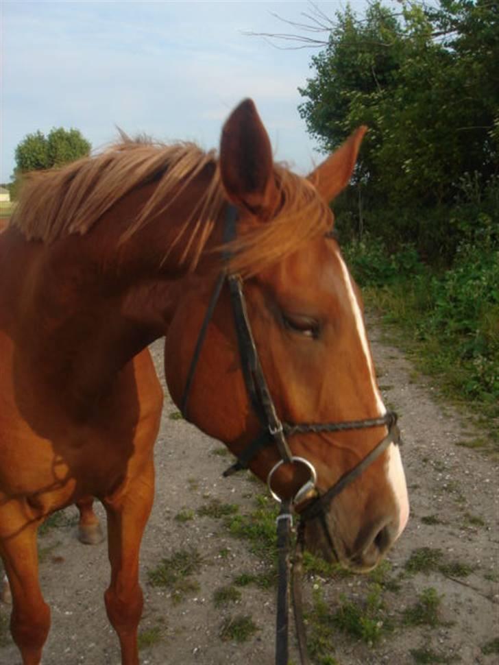 Anden særlig race Lulu Petrica Qwist SOLGT billede 2