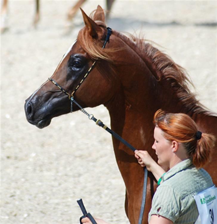 Arabisk fuldblod (OX) Al Waseef Estopa of tas - Foto: Mai-Britt / Kida Arabians billede 10