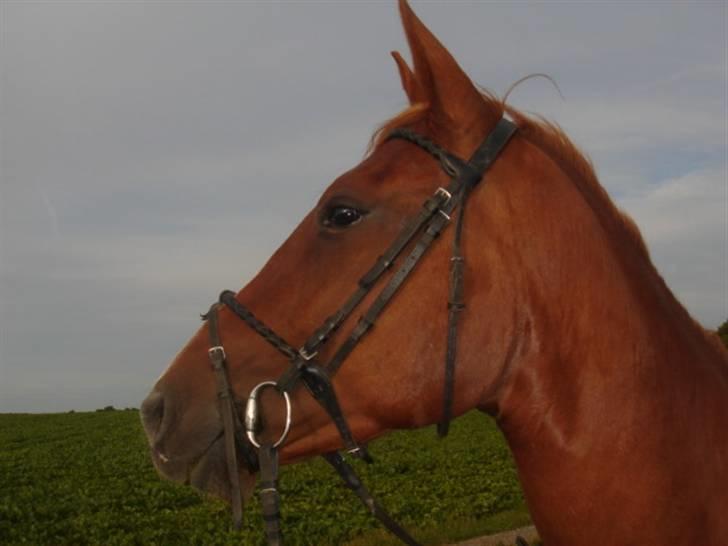 Anden særlig race Lulu Petrica Qwist SOLGT billede 3