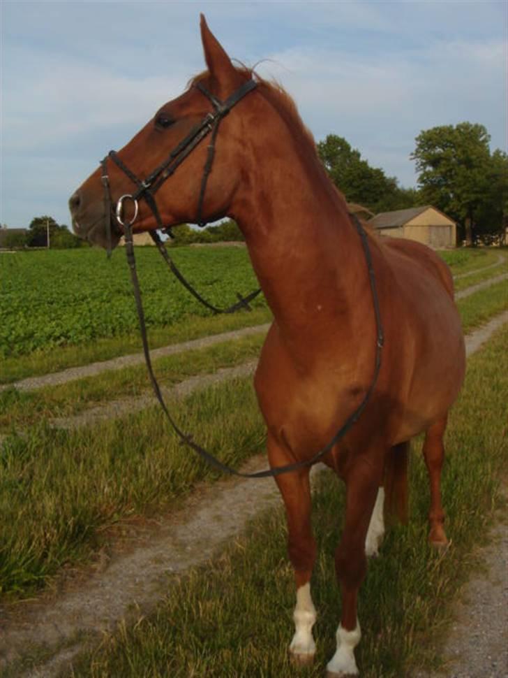 Anden særlig race Lulu Petrica Qwist SOLGT billede 4