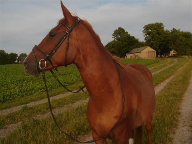 Anden særlig race Lulu Petrica Qwist SOLGT billede 5