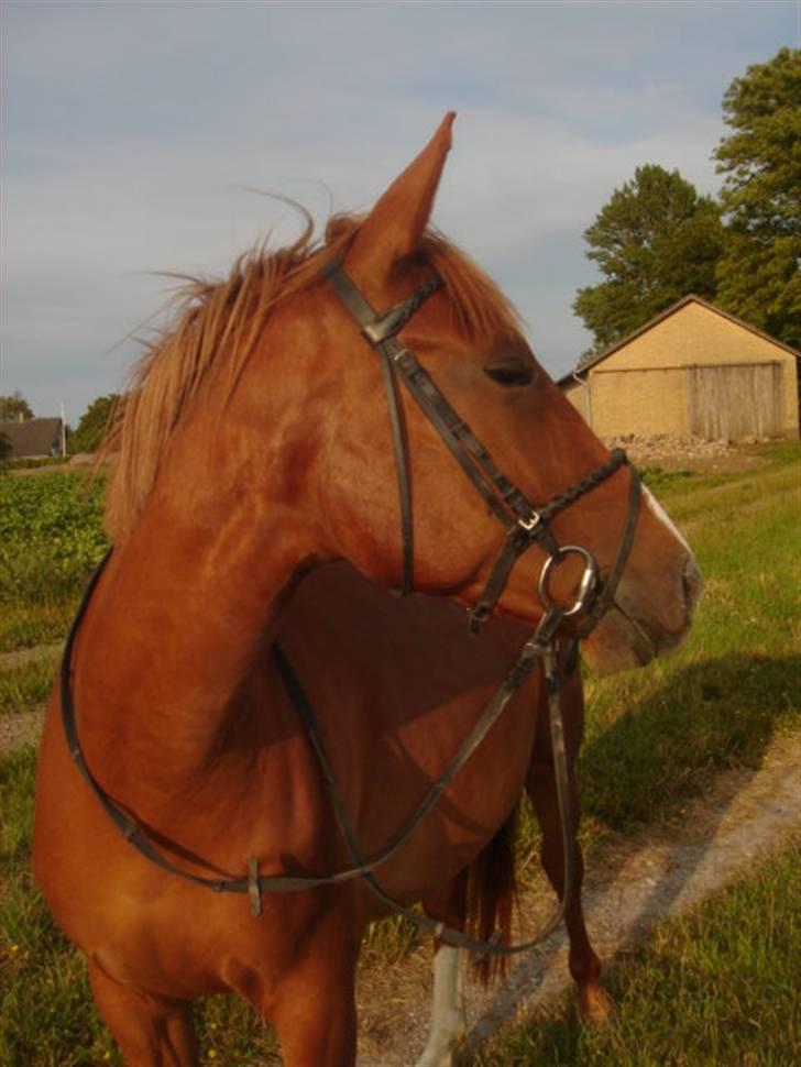 Anden særlig race Lulu Petrica Qwist SOLGT billede 6