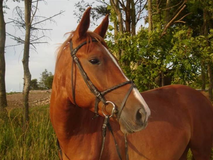 Anden særlig race Lulu Petrica Qwist SOLGT billede 7