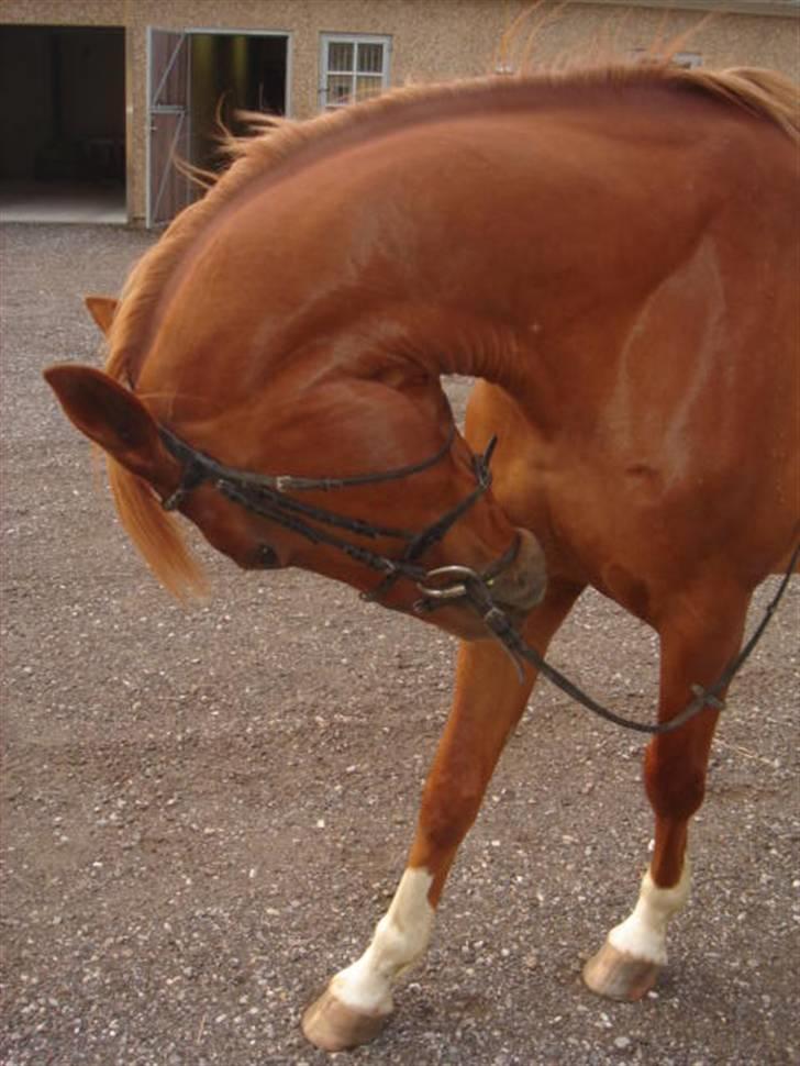 Anden særlig race Lulu Petrica Qwist SOLGT billede 8