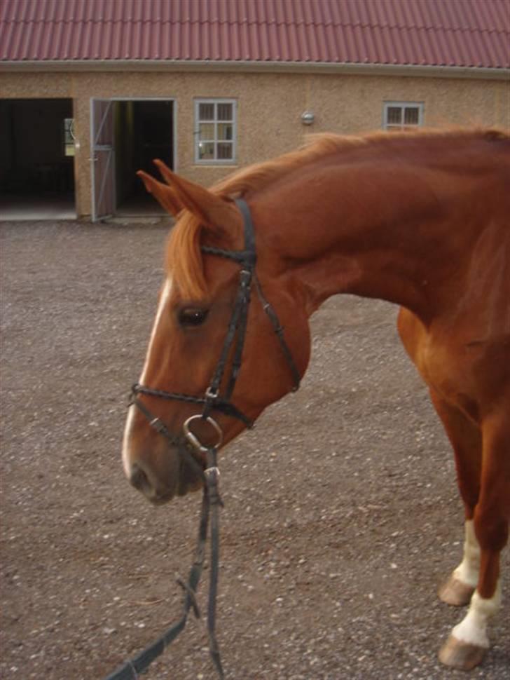 Anden særlig race Lulu Petrica Qwist SOLGT billede 9