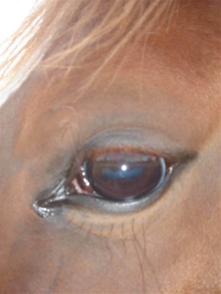 Anden særlig race Lulu Petrica Qwist SOLGT billede 10